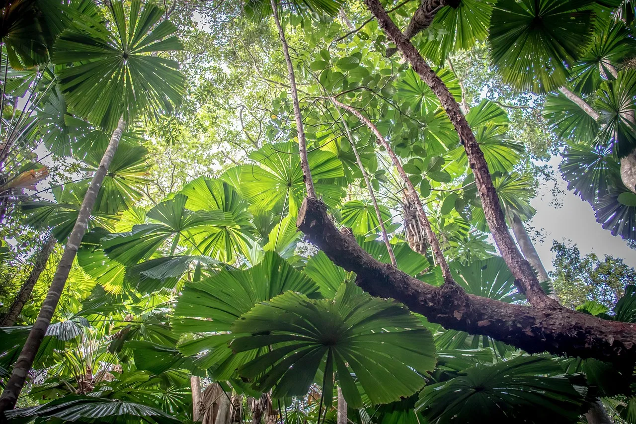 Daintree Rainforest, Australia