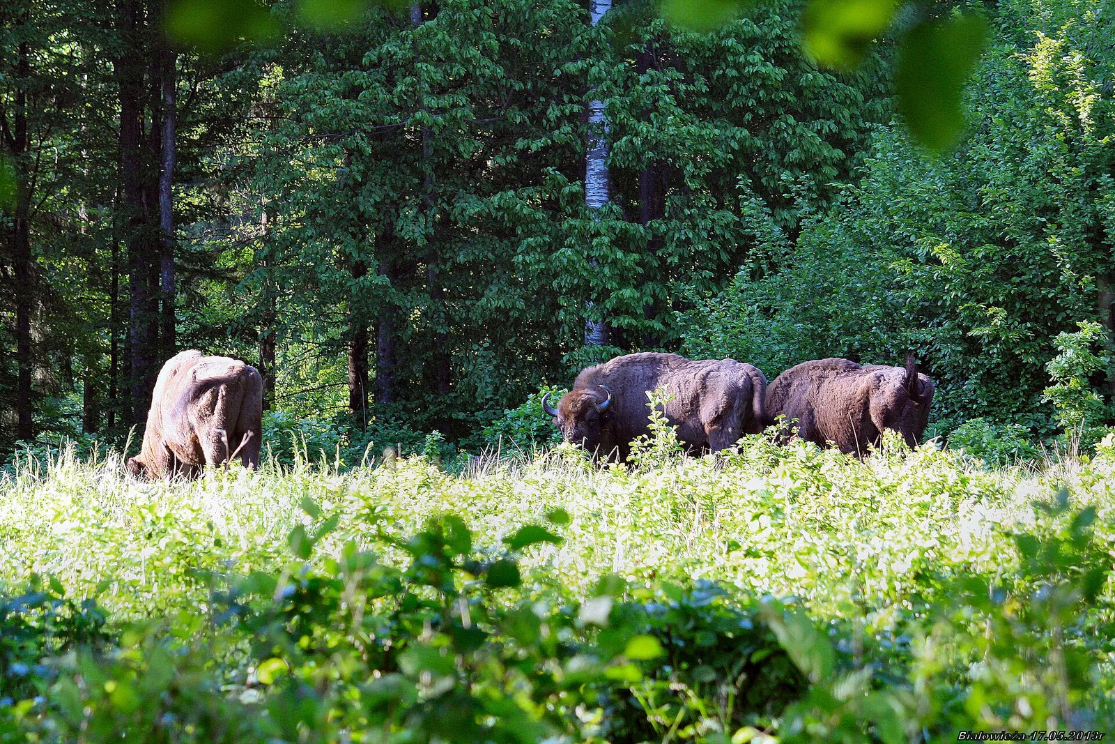 Białowieża Forest, Poland